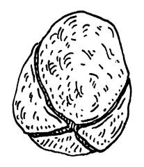 Dried kola nuts without shell. Vector engraving black vintage