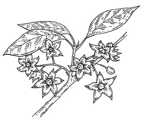 Kola nut branch with leaves and flowers. Vector vintage engraving