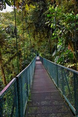 Monteverde Cloud Forest Reserve, hanging, suspended bridge,  treetop canopy views, Costa Rica, Cordillera de Tilarán within the Puntarenas and Alajuela provinces. Central America.