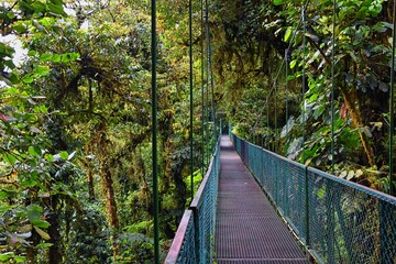 Monteverde Cloud Forest Reserve, hanging, suspended bridge,  treetop canopy views, Costa Rica,...