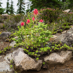 Mountain Rock Garden - Paintbrush and Douglas Fir seedling rock garden in the Oregon Cascades