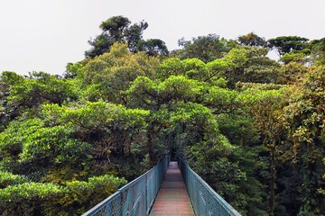 Monteverde Cloud Forest Reserve, hanging, suspended bridge,  treetop canopy views, Costa Rica,...