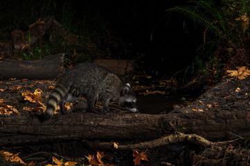 Fototapeta premium Raccoon (Procyon lotor) foraging at night along a small creek in Western Oregon.