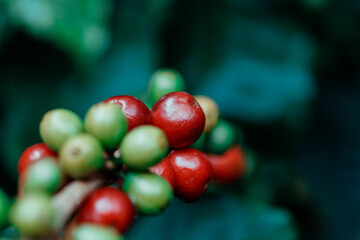 Coffee beans on coffee tree, branch of a coffee tree with ripe fruits.