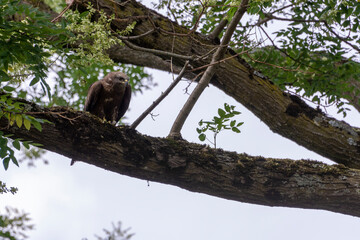 Milan noir posé sur une branche