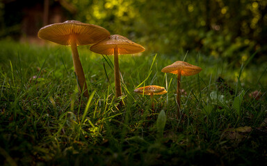 mushrooms in the forest