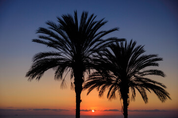 palm trees at sunset, silhouette of palm tree, silhouette of palm trees at sunset