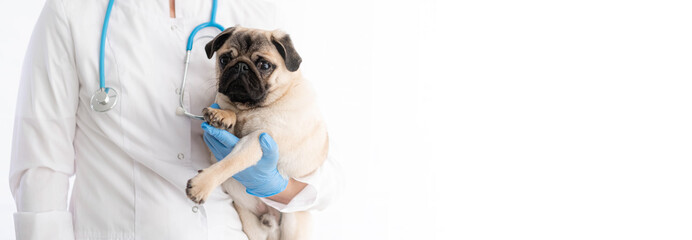 Cropped image of handsome female veterinarian doctor with stethoscope holding cute pug dog puppy in arms in veterinary clinic on white background banner, copyspace for text. - obrazy, fototapety, plakaty