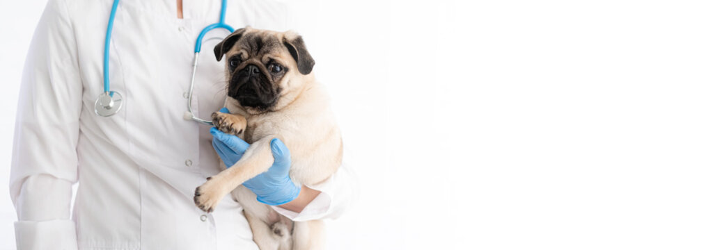 Cropped image of handsome female veterinarian doctor with stethoscope holding cute pug dog puppy in arms in veterinary clinic on white background banner, copyspace for text.