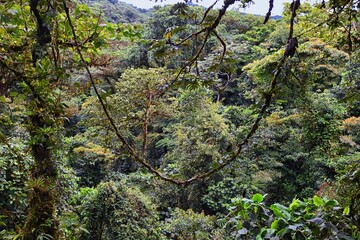 Monteverde Cloud Forest Reserve, views of tropical forest foliage, plants and trees, Costa Rica...