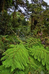 Fototapeta premium Monteverde Cloud Forest Reserve, views of tropical forest foliage, plants and trees, Costa Rica within the Puntarenas and Alajuela provinces. Central America.