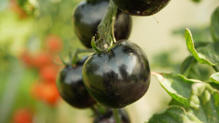 Tomato blue branch berry purple, black greenhouse bio ripe harvest tomatoes crop vegetable indigo harvesting plant field Solanum lycopersicum farm farming brushwood garden organic