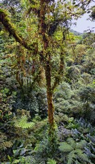Monteverde Cloud Forest Reserve, views of tropical forest foliage, plants and trees, Costa Rica...