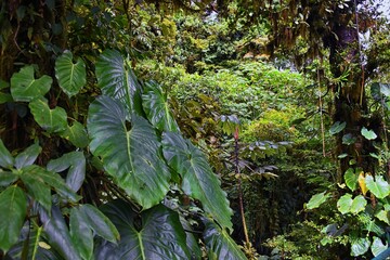 Monteverde Cloud Forest Reserve, views of tropical forest foliage, plants and trees, Costa Rica within the Puntarenas and Alajuela provinces. Central America.
