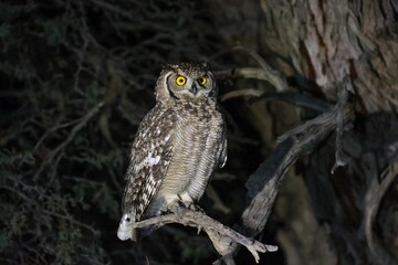 Spotted eagle-owl (Bubo africanus) with its eyes wide open sitting on a tree branch
