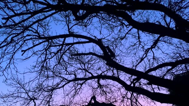 Silhouette of cat climbing large tree branch at twilight