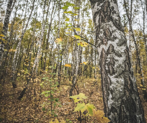 Obraz premium Cozy multi-colored birch grove painted in autumn October colors and shades of yellow foliage, birch bark in the foreground