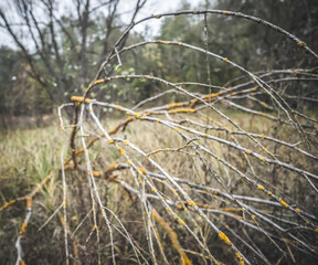 Long thin branches of a dry tree covered with yellow moss, on a blurred background - a forest, in cloudy weather in autumn
