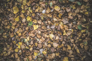 The ground is strewn with autumn October leaves of different colors - yellow, green, brown, dry, in soft cloudy lighting.