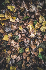 Autumn leaves, forest floor of withered, yellow, green, brown dry leaves, in soft light for background