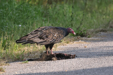 Vulture on road killed raccoon