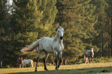 Obraz na płótnie Canvas A white horse grazing in the summer sunrise