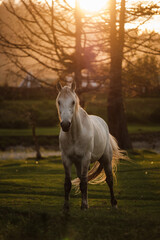 A white horse grazing in the summer sunset