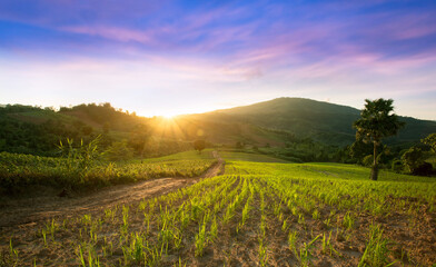  Rice field with mountain background landscape of young green rice field and beautiful sky sunset in Thailand.