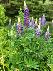 Lupines 