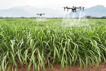 Agriculture drone fly to sprayed fertilizer on the sweet corn fields. smart farmer use drone for...