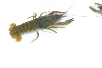 Live crayfish moves its claws and limbs in clear water on a white background.