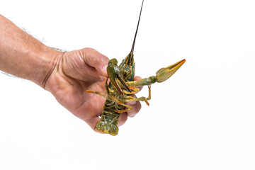 Man's hand holds the one live green crayfish. White background. Catching crayfish for human consumption.
