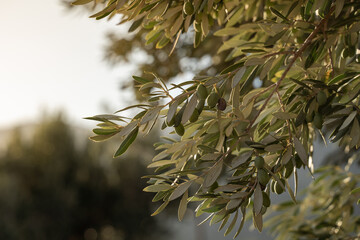 close-up olives on olive tree