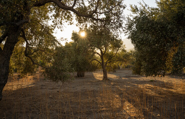 Olive tree on the island of Crete in Greece. Olive tree plantation