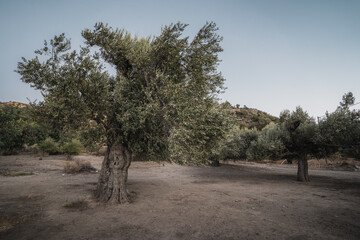 Big old olive tree on the island of Crete in Greece. Olive tree plantation