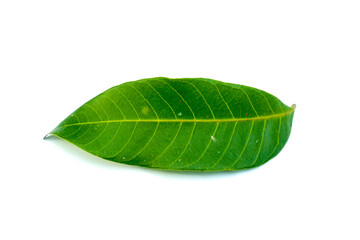 Fototapeta na wymiar Two longan leaves isolated on white background flat photo from above