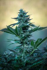 Cannabis Flowers, concentrates & extracts