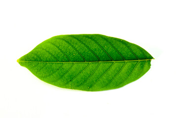 Fototapeta na wymiar One leaf of Asian local rambutan isolated on white background