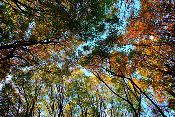 Plenty of beech trees trunks and branches strewn with green, yellow, orange and brown autumn leaves and the blue sky in the background in Monte Canfaito natural reserve