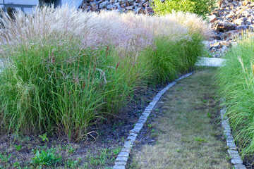 Chinese silver grass (Miscanthus sinensis) growing in a garden