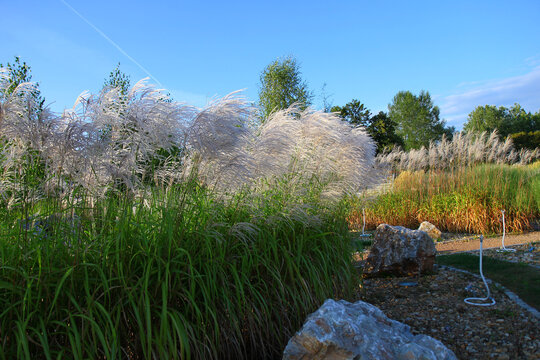 Miskant chiński (Miscanthus sinensis) rosnący w ogrodzie