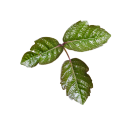 Poison Oak leaves isolated close up.