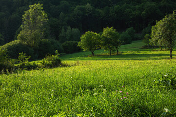 Mountain meadow lit by evening sun.Late summer.