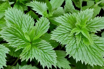 Top view of a stinging nettle plant revealing its leaf texture - obrazy, fototapety, plakaty