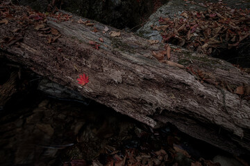 倒木の上の赤い落ち葉