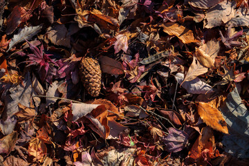 色々な落ち葉の中の松ぼっくり