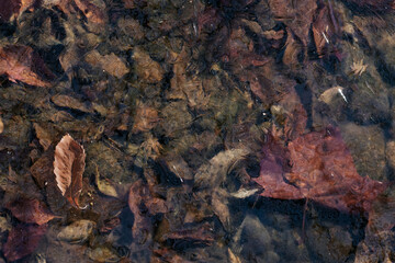 落ち葉が沈む凍った池の上の枯れ葉
