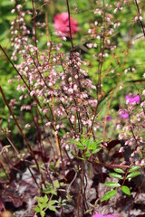 Pink and white flowers in the garden. Calm and serenity