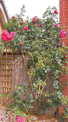 Big bush of pink roses in the garden in summer. High quality photo