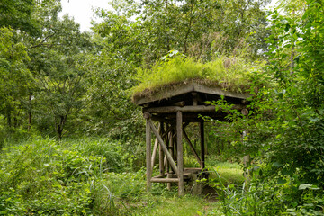 Fototapeta na wymiar 森の中で雑草や苔むした屋根の小屋